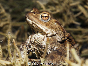 Toad in the Lake of Lucerne
Every year in April, toads a... by Olivier Notz 